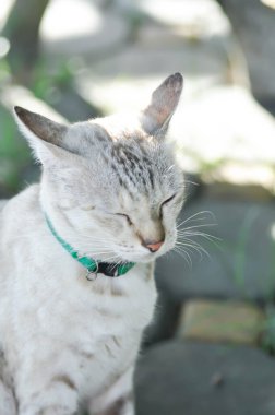 Kedi ya da gri kedi, Felis catus ya da Felis catus domestica evde