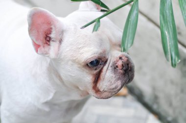 Colocasia ya da alocasia bitkisi ve çiy damlası ya da yağmur damlası