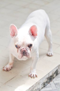 Colocasia ya da alocasia bitkisi ve çiy damlası ya da yağmur damlası