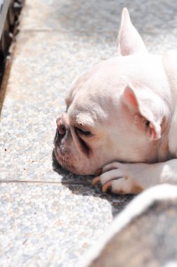 Köpek ya da Fransız bulldog, Fransız bulldog ya da evde yaşlı köpek