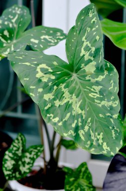 Colocasia esculenta, Colocasia Hilo Güzeli veya iki renkli kolocasia bitkisi