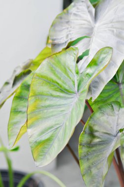 Colocasia veya Colocasia Diamond Head, Diamond Head Colocasia veya Araceae bitkisi