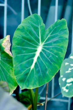 Colocasia ya da alocasia bitkisi ve çiy damlası ya da yağmur damlası