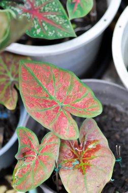 Caladium, Caladium Bicolor Vent veya Caladium bicolor veya Pembe Kaladyum veya Kaladyum Kabarcık Fabrikası