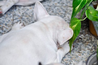 Köpek ya da Fransız bulldog, Fransız bulldog ya da yerde yaşlı bir köpek