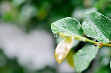 Ficus pumila veya tırmanan incir veya MoraceAE ve çiy damlası veya yağmur damlası