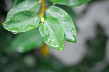 Ficus pumila veya tırmanan incir veya MoraceAE ve çiy damlası veya yağmur damlası