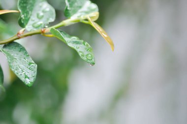 Ficus pumila veya tırmanan incir veya MoraceAE ve çiy damlası veya yağmur damlası