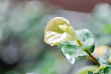 Ficus pumila veya tırmanan incir veya MoraceAE ve çiy damlası veya yağmur damlası