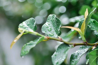 Ficus pumila veya tırmanan incir veya MoraceAE ve çiy damlası veya yağmur damlası