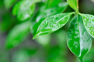 banyan ağacı ya da Ficus annulata ya da fius bengalensis ve yağmur damlası ya da çiy damlası