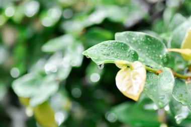 Ficus pumila veya tırmanan incir veya MoraceAE ve çiy damlası veya yağmur damlası