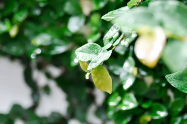 Ficus pumila veya tırmanan incir veya MoraceAE ve çiy damlası veya yağmur damlası