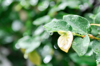 Ficus pumila veya tırmanan incir veya MoraceAE ve çiy damlası veya yağmur damlası