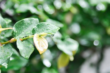 Ficus pumila veya tırmanan incir veya MoraceAE ve çiy damlası veya yağmur damlası
