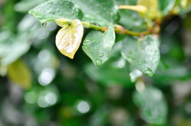 Ficus pumila veya tırmanan incir veya MoraceAE ve çiy damlası veya yağmur damlası