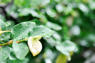Ficus pumila veya tırmanan incir veya MoraceAE ve çiy damlası veya yağmur damlası