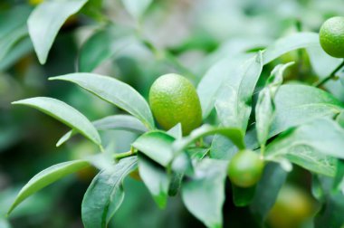Citrus japonica Thunb veya Kumquat, Kumquat fabrikası veya Cumquats veya Citrus Japonica Thunb veya RUTACEAE fabrikası