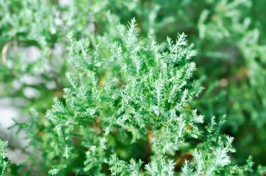 Juniperus chinensis, Çin ardıcı veya CUpresSSACEAE bitkisi veya çam ağacı veya çam ağacı