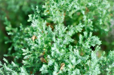 Codiaeum variegatium Blume veya Croton, Variegated Laurel veya Garden Croton bitkisi