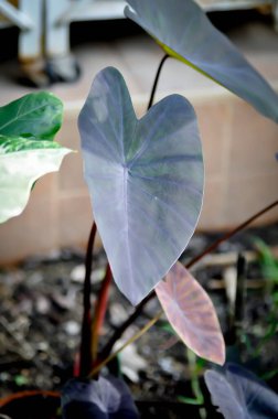 Colocasia kara büyüsü, Colocasia ya da siyah Colocasia bitkisi ya da Colocasia esculenta veya Kara Büyü ya da Taro bitkisi