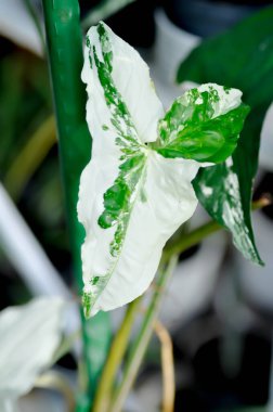Syngonium podophyllum, Arrowhead Vine veya Goosefoot Plant veya Araceae veya beyaz yaprak veya bicolor Syngonium veya Syngonium Podophyllum Albo Variegated Plant
