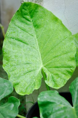 Alocasia, Alocasia makrhizos veya Alocasia bitkisi veya çiy damlası veya yağmur damlası