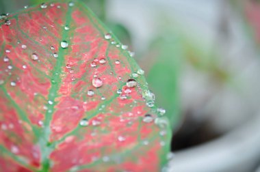 Caladium, Caladium Bicolor Vent veya Caladium bicolor veya pembe kaladyum veya kaladyum kabarcığı ve yağmur damlası