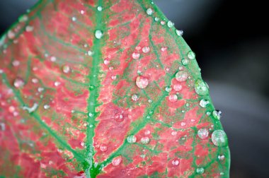 Caladium, Caladium Bicolor Vent veya Caladium bicolor veya pembe kaladyum veya kaladyum kabarcığı ve yağmur damlası