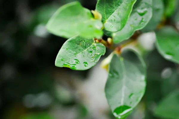 Fondo Hojas Ficus Pumila Higo Trepador Fondo Natural Gota Lluvia — Foto de Stock