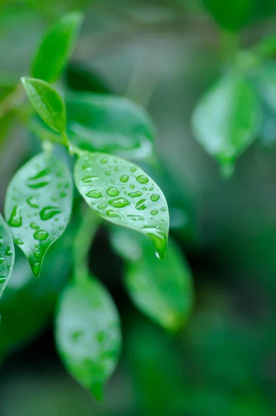 板岩树或凤尾鱼或凤尾鱼及雨滴或露珠 — 图库照片