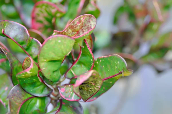 Codiaeum Variegatium Blume Croton Laurel Jardín Variegado Croton Planta Bicolor — Foto de Stock