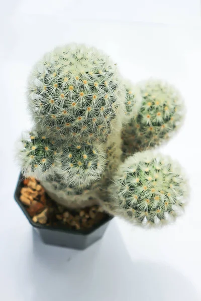 Mammillaria Mammillaria Plumosa Cactus Plant Succulent Blur Background — Stock Photo, Image