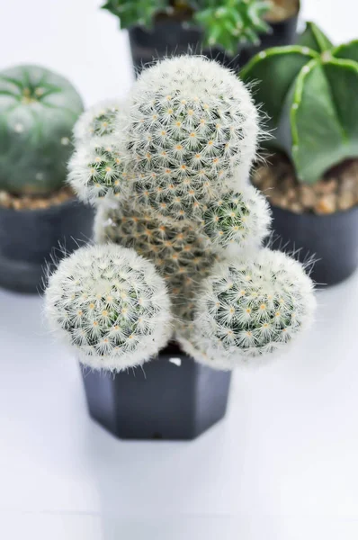 Mammillaria Mammillaria Plumosa Cactus Plante Succulent Dans Fond Flou — Photo