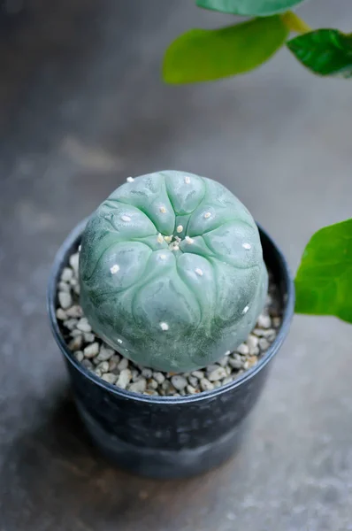 Lophophora Fricii Cactus Peyote Lophophora Williamsii Lophophora Williamsii Peyote Cactus — Photo