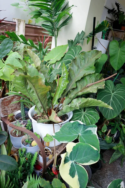 Colocasie Alocasie Plant Dauwdruppel Regendruppel — Stockfoto