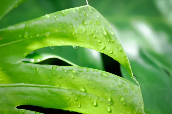 Monstera, Herricane plant or Swiss cheese plant and rain drop or dew drop