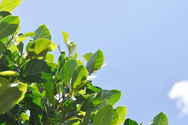 Artocarpus Heterophyllus Lam Heterophylla Jackfruit Jackfruit Tree Sky Background — Foto de Stock
