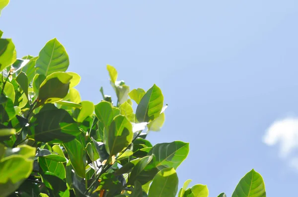 Artocarpus Heterophyllus Lam Heterophylla Jackfruit Jackfruit Tree Sky Background — Foto de Stock