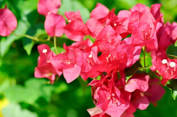 ブーゲンビリアや紙の花 赤い紙の花や赤い花 — ストック写真