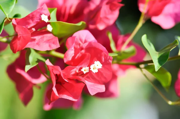 Бугенвиллея Бумажный Цветок Красный Бумажный Цветок Красный Цветок — стоковое фото