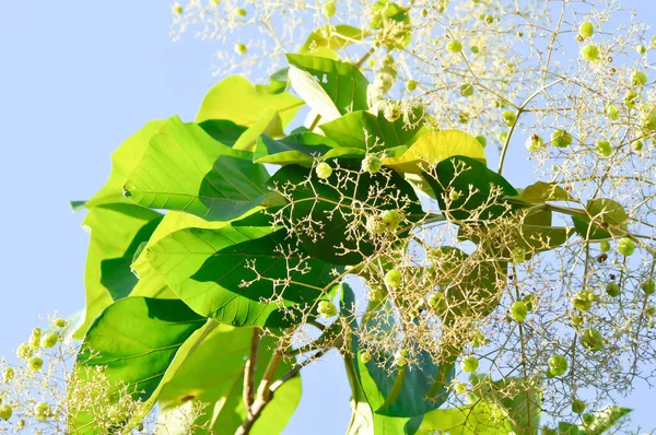 Tectona Grandis Teca Lamiaceae Teca Planta Teca Semente Teca Flor — Fotografia de Stock