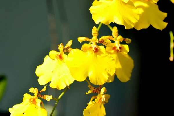 Żółty Storczyk Orchidea Lub Kwiat Orchidaceae Lub Dendrobium Lindleyi Steud — Zdjęcie stockowe