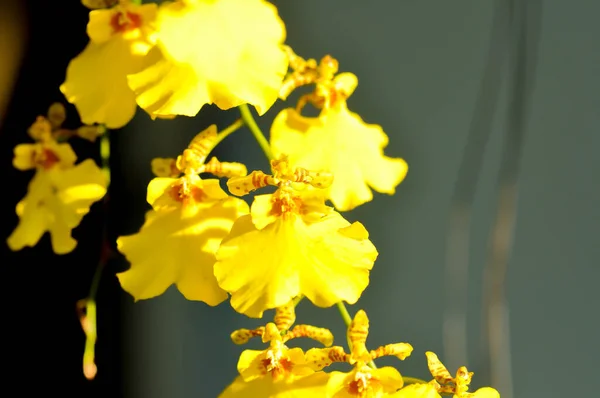 Sarı Orkide Orkide Veya Orchidaceae Çiçeği Veya Dendrobium Lindleyi Steud — Stok fotoğraf