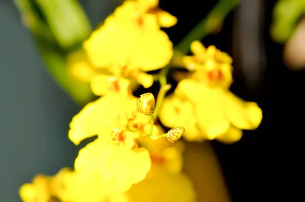 Gul Orkidé Orkidé Eller Orkidé Blomma Eller Dendrobium Lindleyi Steud — Stockfoto