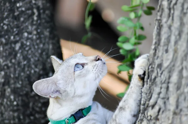 猫またはグレーの猫 フェリス カタスまたはフェリス カタス 家庭での国内 — ストック写真