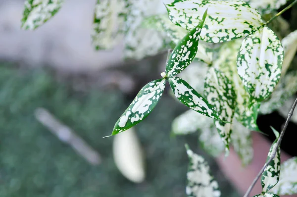 Dracaena Surculosa Lindl Dracaena Polvo Oro Planta Bicolor Hoja Blanca — Foto de Stock