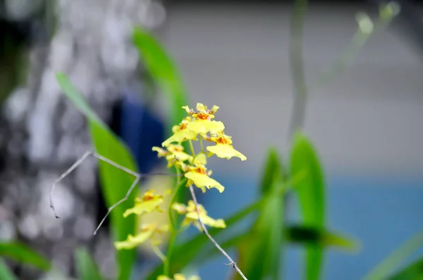 Gul Orkidéblomma Eller Orkidéblomma Eller Orkidéblomma Eller Dendrobium Lindleyi Steud — Stockfoto
