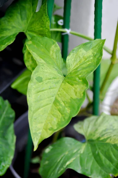 Syngonium Podophyllum Arrowhead Vine Goosefoot Plant Araceae Bicolor Syngonium Plant — Stockfoto