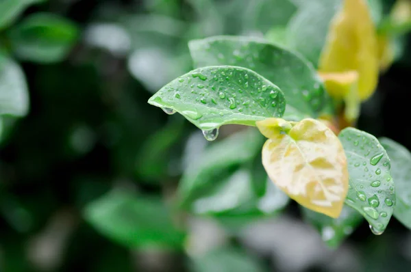 Ficus Pumila Higo Trepador Moraceae Gota Rocío Gota Lluvia — Foto de Stock